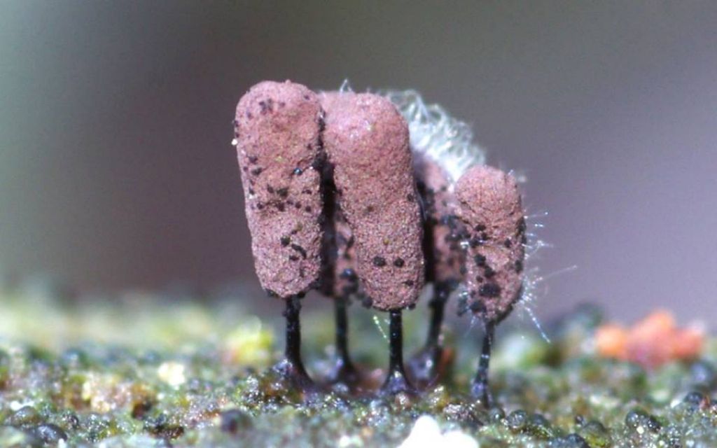 Comatricha o Stemonitopsis?